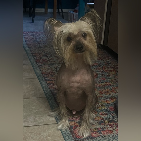 Meet your Posher, Lori - Picture 1 of 1